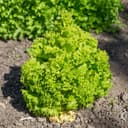 Lechuga Orejona