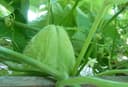 Chayote
