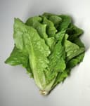 Lechuga Romana
