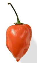 Chile Habanero