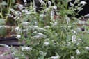 Menta