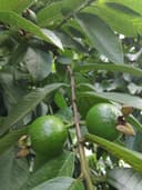 Guayaba