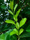 Limon Sin Semilla