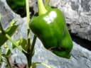 Chile Poblano